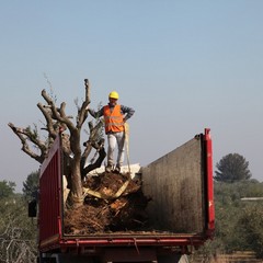 Alberi di ulivo piantanti sulla ex statale 98