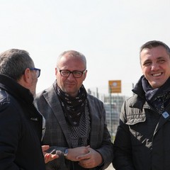 Alberi di ulivo piantanti sulla ex statale 98