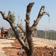 Alberi di ulivo piantanti sulla ex statale 98