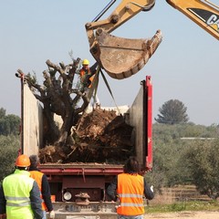 Alberi di ulivo piantanti sulla ex statale 98