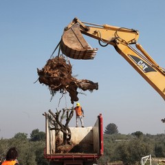 Alberi di ulivo piantanti sulla ex statale 98