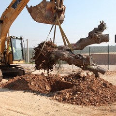 Alberi di ulivo piantanti sulla ex statale 98