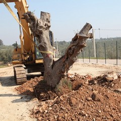 Alberi di ulivo piantanti sulla ex statale 98