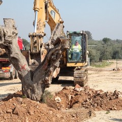 Alberi di ulivo piantanti sulla ex statale 98