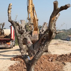Alberi di ulivo piantanti sulla ex statale 98