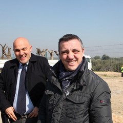 Alberi di ulivo piantanti sulla ex statale 98