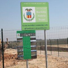 Alberi di ulivo piantanti sulla ex statale 98