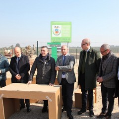 Alberi di ulivo piantanti sulla ex statale 98