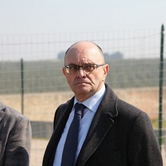 Alberi di ulivo piantanti sulla ex statale 98