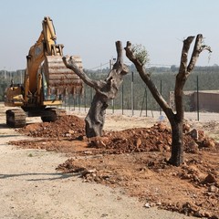 Alberi di ulivo piantanti sulla ex statale 98