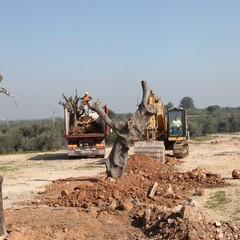 Alberi di ulivo piantanti sulla ex statale 98