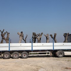 Alberi di ulivo piantanti sulla ex statale 98