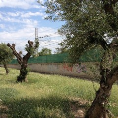 Alberi di ulivo su via Falcone