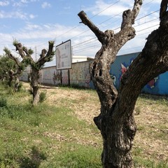 Alberi di ulivo su via Falcone