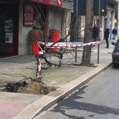 Scontro fra suv: albero abbattuto in corso Imbriani