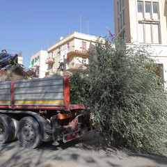 Piantumazione albero centenario in piazza piazza Natale D’Agostin