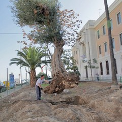 Piantumazione albero centenario in piazza piazza Natale D’Agostin