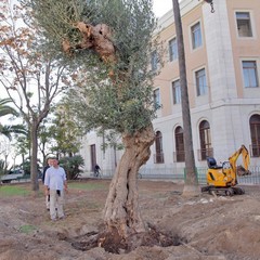 Piantumazione albero centenario in piazza piazza Natale D’Agostin