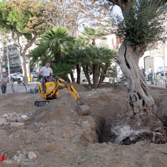 Piantumazione albero centenario in piazza piazza Natale D’Agostin