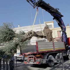 Piantumazione albero centenario in piazza piazza Natale D’Agostin