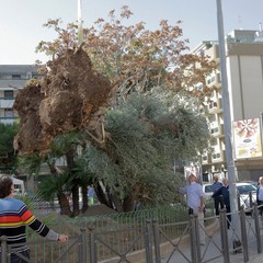 Piantumazione albero centenario in piazza piazza Natale D’Agostin