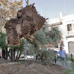 Piantumazione albero centenario in piazza piazza Natale D’Agostin