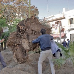 Piantumazione albero centenario in piazza piazza Natale D’Agostin