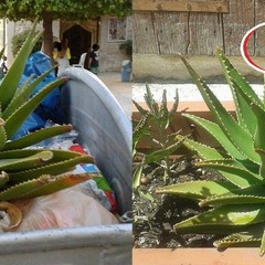 Rifiuti, la proposta di Andrea Moselli