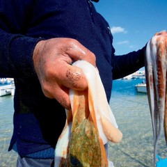 Pescatore sul porto di Bari con i polpi appena sbattuti