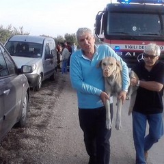 Cane intrappolato in un deposito: salvato dai pompieri