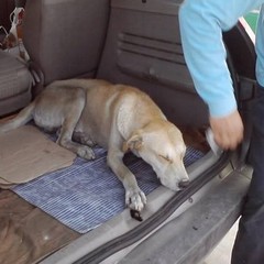 Cane intrappolato in un deposito: salvato dai pompieri