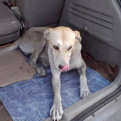 Cane intrappolato in un deposito: salvato dai pompieri