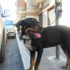 Cucciolo abbandonato a Pozzo Piano