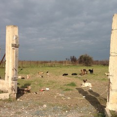Decine di cani liberi nella zona Paludi a Trani