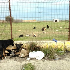 Decine di cani liberi nella zona Paludi a Trani