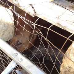 Due cani rinchiusi in un rudere su via Verdi