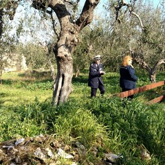 Due cani rinchiusi in un rudere su via Verdi