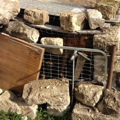 Due cani rinchiusi in un rudere su via Verdi