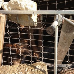 Due cani rinchiusi in un rudere su via Verdi
