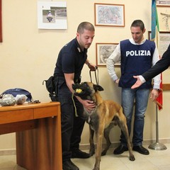 Sequestro di droga, operazione della Polizia di Trani