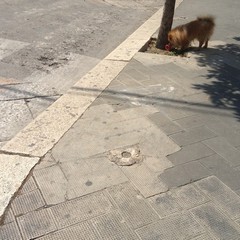 I cestini di corso Vittorio Emanuele sono stati rimossi