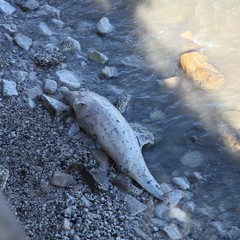 Delfino spiaggiato sul Lungomare di Trani