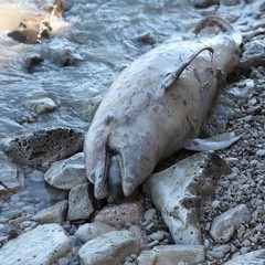 Delfino spiaggiato sul Lungomare di Trani