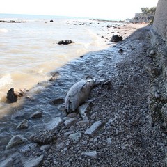 Delfino spiaggiato sul Lungomare di Trani