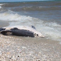 Delfino spiaggiato in zona ex macello