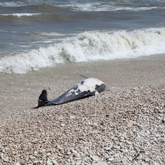 Delfino spiaggiato in zona ex macello