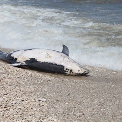 Delfino spiaggiato in zona ex macello