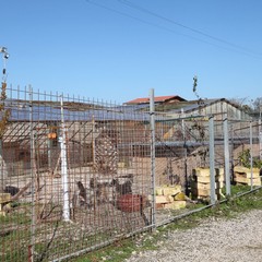 Canile Dogs's Hostel di Trani