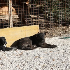 Canile Dogs's Hostel di Trani