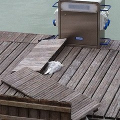 Gabbiano morto sui pontili della Darsena di Trani